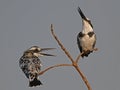 Pied Kingfishers