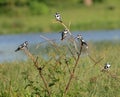 Pied Kingfishers rest in a tree in a swamp in Uganda