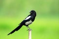 The pied magpie