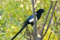Pied magpie Royalty Free Stock Photo