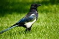 Pied magpie Royalty Free Stock Photo