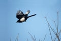 Pied magpie Royalty Free Stock Photo
