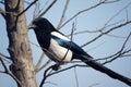 Pied magpie Royalty Free Stock Photo