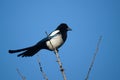Pied magpie Royalty Free Stock Photo