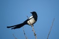 Pied magpie Royalty Free Stock Photo