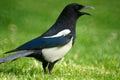 Pied magpie Royalty Free Stock Photo