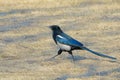 Pied magpie