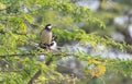 Pied myna or Asian pied starling Gracupica contra Royalty Free Stock Photo