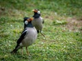 Pied myna or asian pied starling Gracupica contra Royalty Free Stock Photo