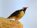 pied myna or Asian pied starling Gracupica contra sitting on rod Royalty Free Stock Photo