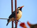 The pied myna or Asian pied starling Gracupica contra sitting on rod Royalty Free Stock Photo