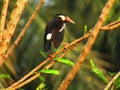 The pied myna or Asian pied starling Gracupica contra is a species of starling found in the Indian . Royalty Free Stock Photo