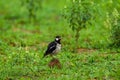 Pied myna or Asian pied starling or Gracupica contra ground perched in natural green background at keoladeo national park Royalty Free Stock Photo