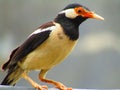 The pied myna or Asian pied starling Gracupica contra is a species of starling mostly found in the India. Royalty Free Stock Photo