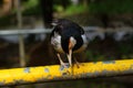 The pied myna or asian pied starling  is a species of bird from the family Sturnidae Royalty Free Stock Photo