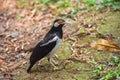 The pied myna or Asian pied starling Royalty Free Stock Photo