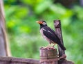 The pied myna or Asian pied starling is a species of starling found in the Indian subcontinent and Southeast Asia Royalty Free Stock Photo