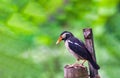 The pied myna or Asian pied starling is a species of starling found in the Indian subcontinent and Southeast Asia Royalty Free Stock Photo