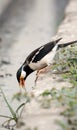 Pied myna Royalty Free Stock Photo