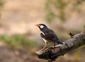 Pied myna Royalty Free Stock Photo