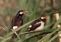 Pied myna Royalty Free Stock Photo