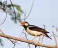 Pied myna Royalty Free Stock Photo