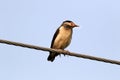 Pied myna Royalty Free Stock Photo