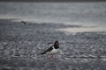 pied oyster catcher at dawn