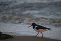 pied oyster catcher