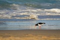 Pied Oystercatcher bird in black white with long red orange bill