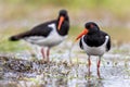 Pied Oystercatcher Bird Couple On River Bank