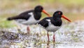Pied Oystercatcher Bird Couple On River Bank