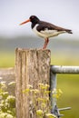 Pied Oystercatcher in breeding habitat Royalty Free Stock Photo