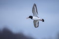 pied oystercatcher, Haematopus ostralegus in flight Royalty Free Stock Photo