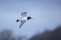 pied oystercatcher, Haematopus ostralegus in flight Royalty Free Stock Photo