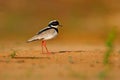 Pied plover, Vanellus cayanus, bird on sand river beach, Pantanal, Brazil. Evening light. water plover in nature habitat. Wildlife