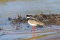 Pied Plover on a Wetland Shore Royalty Free Stock Photo