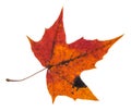 pied red autumn leaf of maple tree isolated Royalty Free Stock Photo