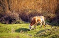 Pied red and white Holstein friesian cow cattle grazing Royalty Free Stock Photo