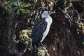Pied shag at Ulva Island, the small island in the shore of Stewart Island, New Zealand.