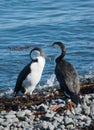 Pied Shag Birds