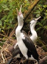 Pied Shag Calling