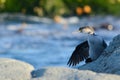 Pied Shag drying its wing