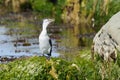 Pied Shag on a mossy boulder