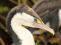 Pied Shag Portrait