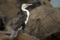 Pied Shag & x28;Phalacrocorax varius& x29;