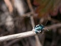 Macro photo of a pied shield bug Tritomegas bicolor