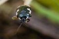 Pied shieldbug (Tritomegas bicolor)