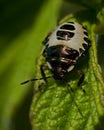 Pied Shieldbug Tritomegas bicolor