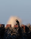 Pied starling on the fence Royalty Free Stock Photo